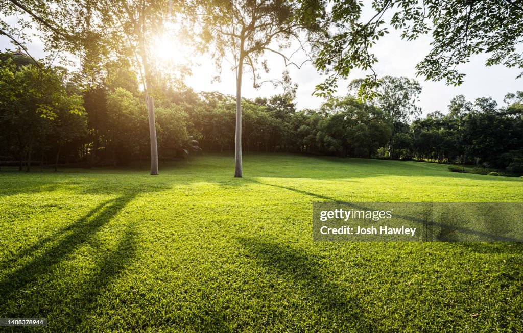 Grass background