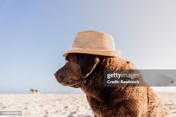 funny portrait of a chocolate labrador retriever dog on the beach at sunset with a straw hat on his head - chocolate labrador fotografías e imágenes de stock