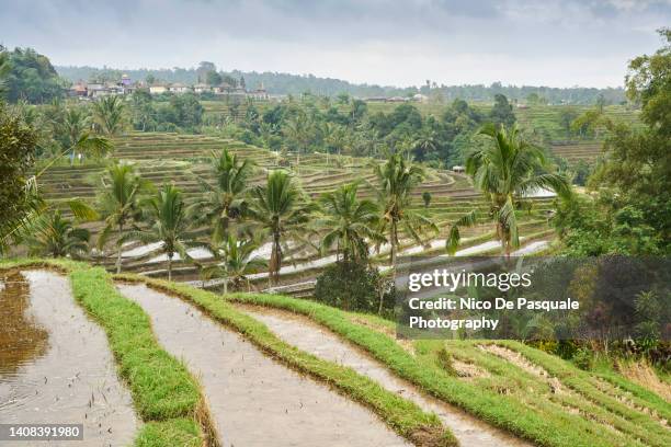 jatiluwih rice terrace in bali, indonesia - jatiluwih rice terraces stock pictures, royalty-free photos & images