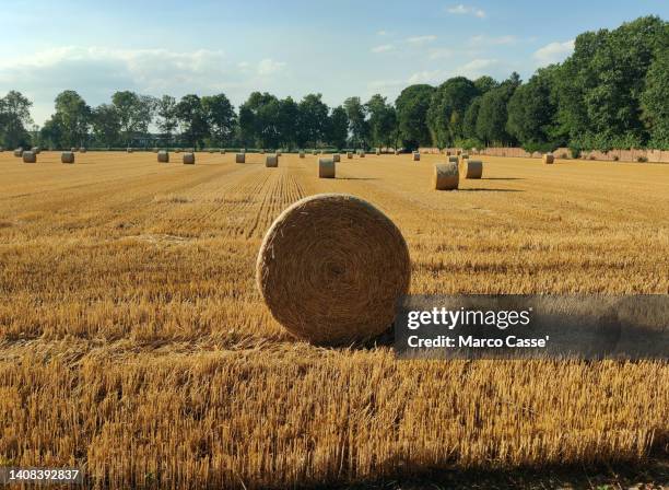 hay bales in a field - heuballen stock-fotos und bilder