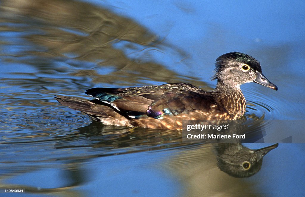 Juvenile wood duck in pond