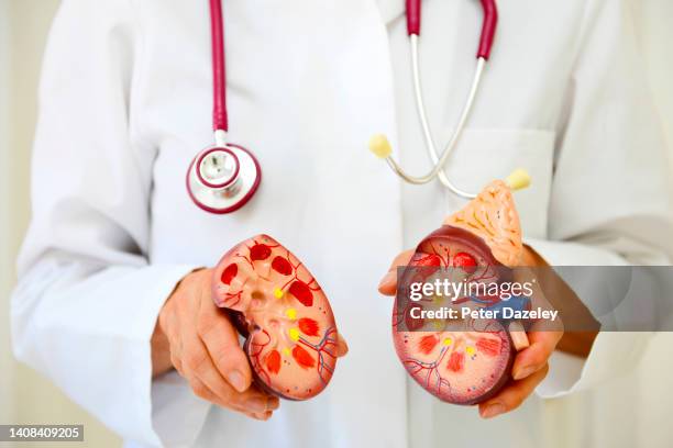 kidney teaching model - bauchspeicheldrüsenkrebs stock-fotos und bilder