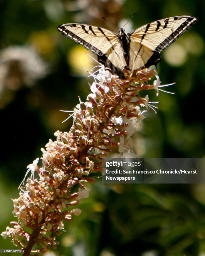 A Two-tailed Swallowtail sips nectar from a buckeye tree at the annual butterfly count by the North American Butterfly Association in Mount Diablo State Park in Clayton, Calif. on Tuesday, June 12, 2007. PAUL CHINN/The Chronicle