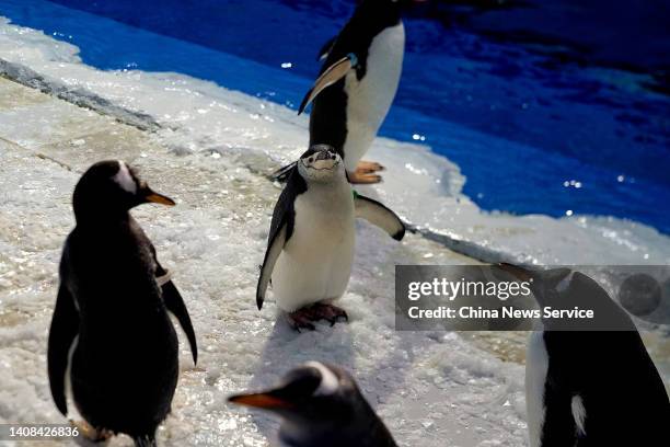 Gentoo penguins and Chinstrap penguins play at Harbin Polarland on July 13, 2022 in Harbin, Heilongjiang Province of China.