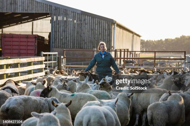 herding the sheep - female shepherd stock pictures, royalty-free photos & images
