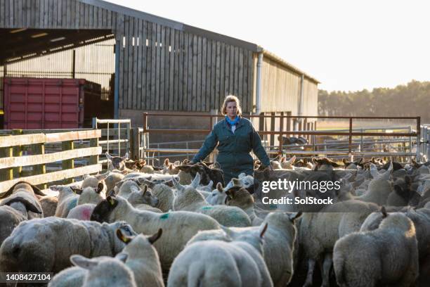 herding the sheep - farmer walking stock pictures, royalty-free photos & images