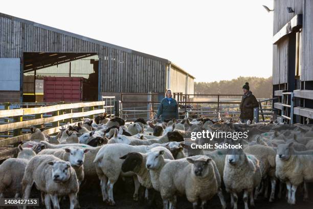 learning on the farm - sheep farm stock pictures, royalty-free photos & images