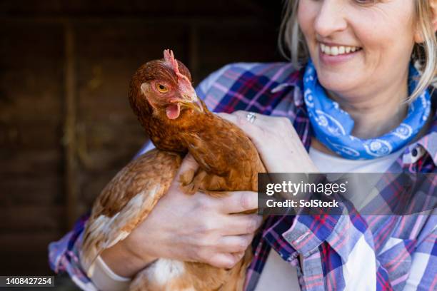 poulet de ferme mignon - poulet volaille domestique photos et images de collection