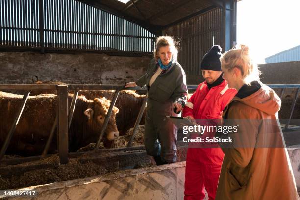 experienced team on the farm - cows uk stock pictures, royalty-free photos & images