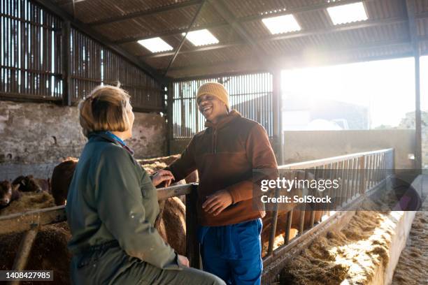 farm talks - cows uk stock pictures, royalty-free photos & images