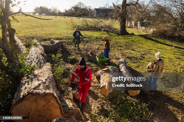 woodlands damaged during storm - kettingzaag stockfoto's en -beelden