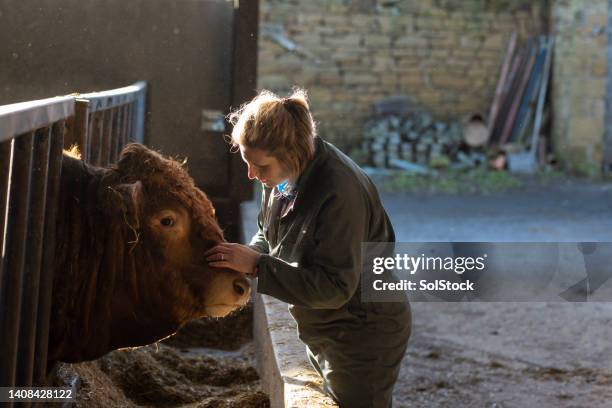 taking care of cattle - vrouwtjesdier stockfoto's en -beelden