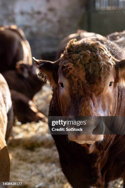 farm cow - livestock tag stock pictures, royalty-free photos & images