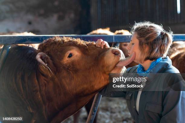 my favourite cow - licking stock pictures, royalty-free photos & images