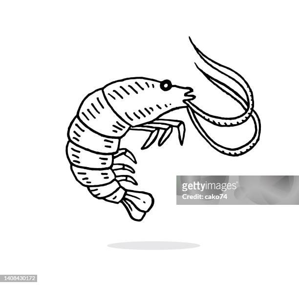 bildbanksillustrationer, clip art samt tecknat material och ikoner med hand drawn shrimp - stor räka