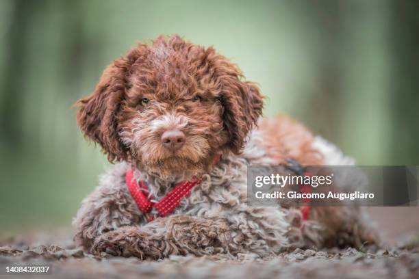 puppy lagotto dog lying on a footpath - lagotto romagnolo stock pictures, royalty-free photos & images