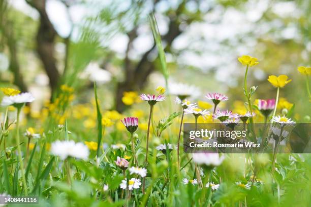 spring flowers in meadow, daisies and buttercups - primavera imagens e fotografias de stock