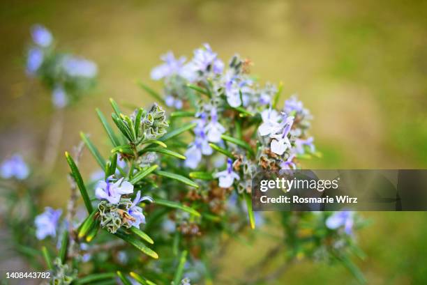 rosemary in flower, close-up - kräutergarten stock-fotos und bilder