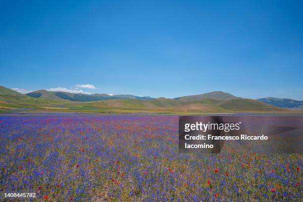 castelluccio di norcia, fields in full bloom, flowering in umbria, italy - castelluccio di norcia stock-fotos und bilder
