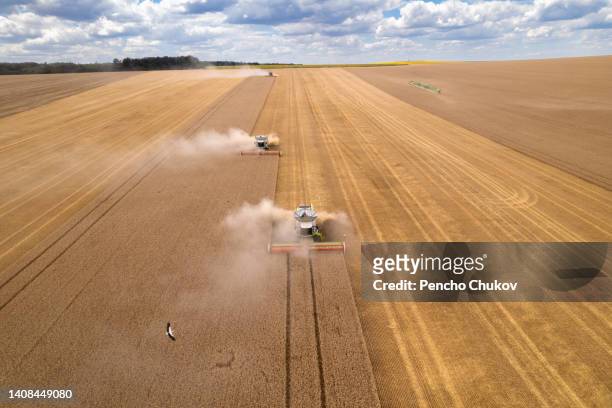 combine harvesting crop. two combine harvesters on a wheat field at work. diagonal composition. - mähdrescher stock-fotos und bilder