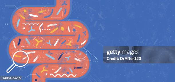 probiotics gut microbiota - gut microbiome stock illustrations