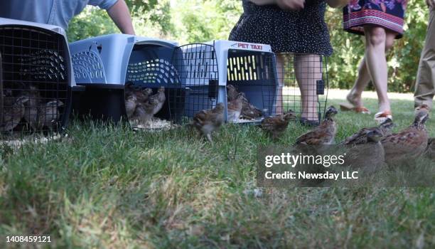 Port Washington, N.Y.: The Town of North Hempstead partnering with the Center for Environmental Education and Discovery release Northern Bobwhite...