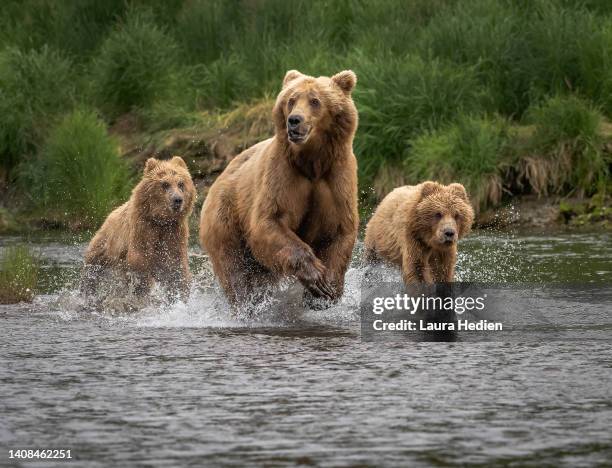 grizzly/brown bear sow and her cubs running from danger - sow bear stockfoto's en -beelden