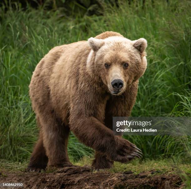 grizzly/ brown bear posing in remote katmai national park - ヒグマ ストックフォトと画像