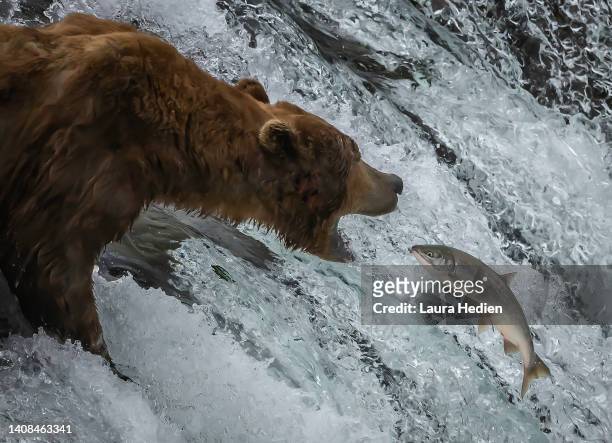 brown bear/grizzly hunting for salmon at iconic brooks waterfall - hunting fishing stock pictures, royalty-free photos & images