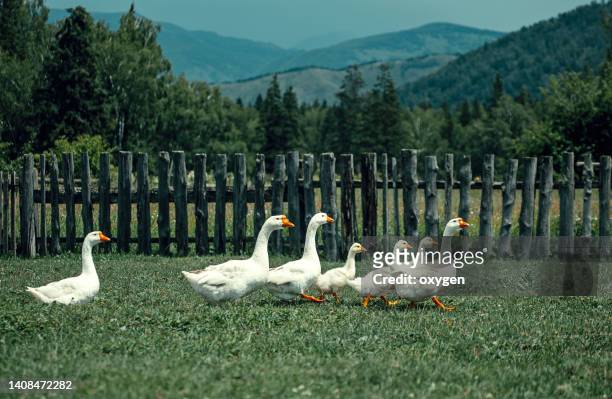 a flock of geese on a green background by a wooden fence. russian farm village - domestic animals stock pictures, royalty-free photos & images