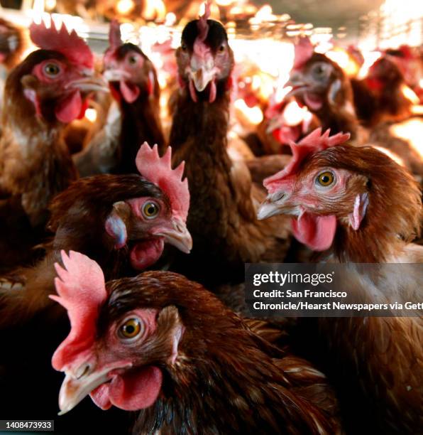 Chickens congregate in an organic hen house at Sunrise Farms in Petaluma, Calif. On Wednesday, Aug. 25 which produces about a million eggs a day from...