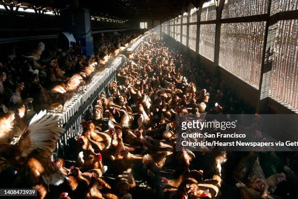 Chickens gather and lay eggs in an organic hen house at Sunrise Farms in Petaluma, Calif. On Wednesday, Aug. 25 which produces about a million eggs a...