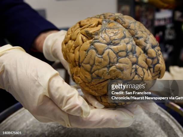Anatomy professor Marian Diamond holds a human brain in her office at UC Berkeley on Tuesday, Nov. 16, 2010. Diamond, who's been using the same brain...