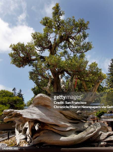 California juniper tree, collected from the Mojave Desert in the 1990s, is displayed at the Lake Merritt Bonsai Garden in Oakland, Calif. On...