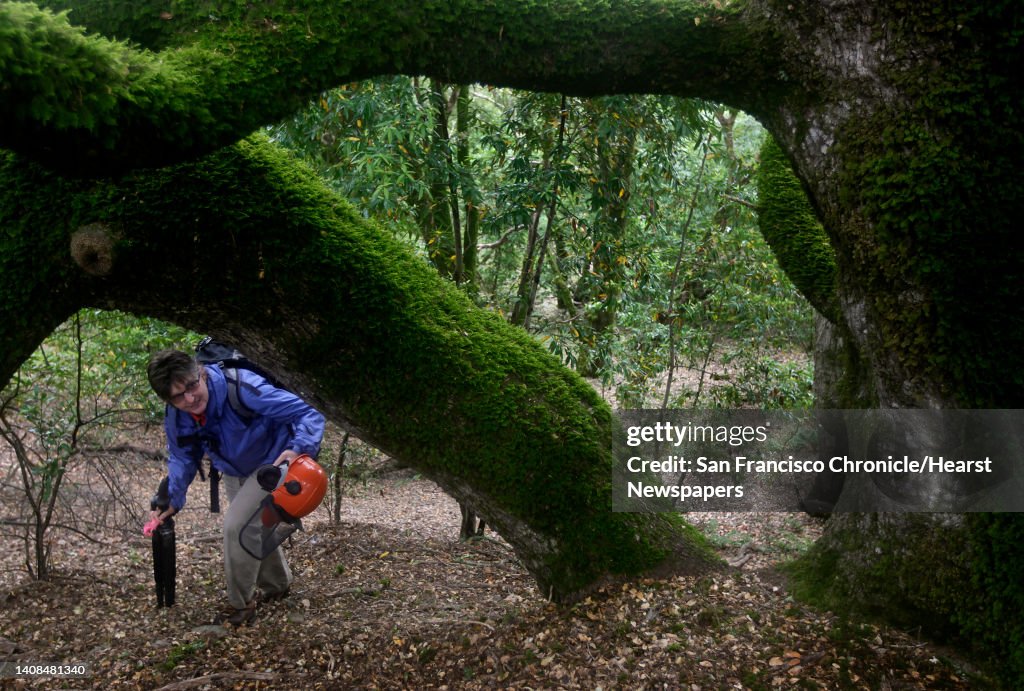 Cindy Roessler, a biologist with the Midpeninsula Regional Open Space District, walks under an old-growth canyon live oak tree at the Los Trancos Open Space Preserve near Palo Alto, Calif. on Wednesday, July 13, 2011. Crews from the California Conservatio