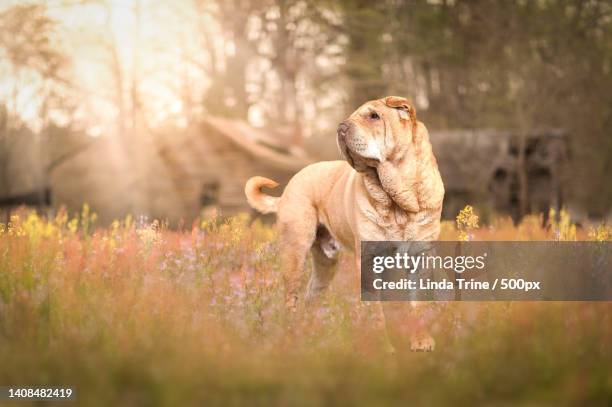 side view of lioness walking on grassy field - shar pei stock-fotos und bilder