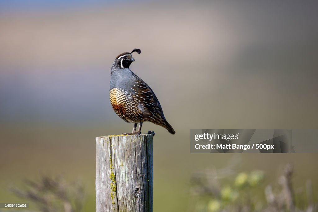 Close-up of quail perching on wooden post,Point Reyes National Seashore,United States,USA