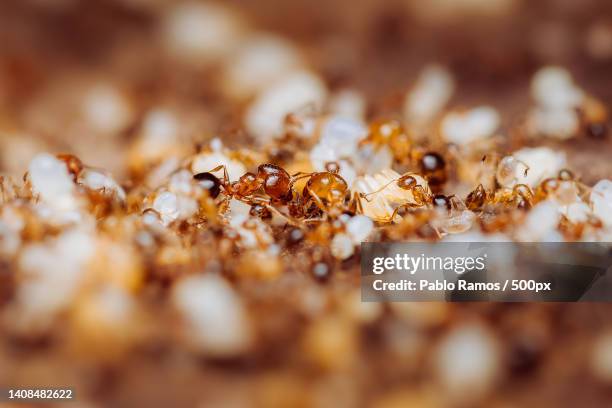 close-up of bees on honeycomb,lomas de zamora,province of buenos aires,argentina - hormiga stock pictures, royalty-free photos & images