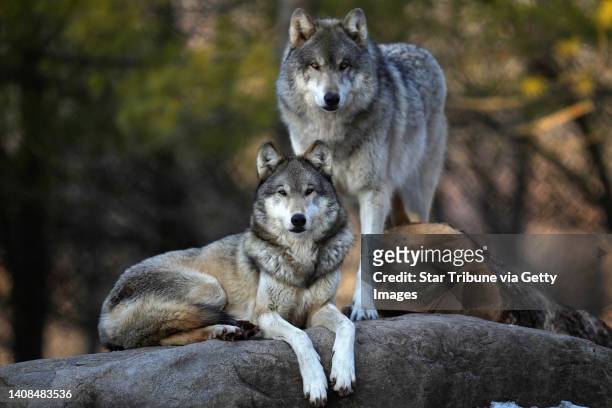 Lia and her brother Hooper, gray wolves in the exhibit pack at the Minnesota Zoo, peer out from a rocky perch in their enclosure Tuesday, March 15,...