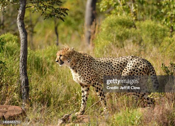 wild cheetah hunting in south africa - cheetah stock pictures, royalty-free photos & images