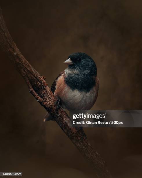 close-up of dark perching on branch - dark eyed junco stock pictures, royalty-free photos & images