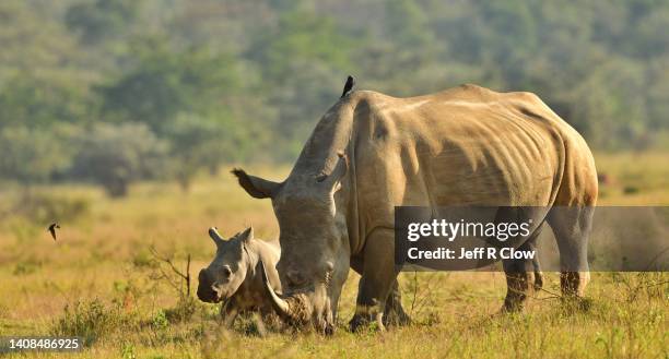591 White Rhino Baby Stock Photos, High-Res Pictures, and Images