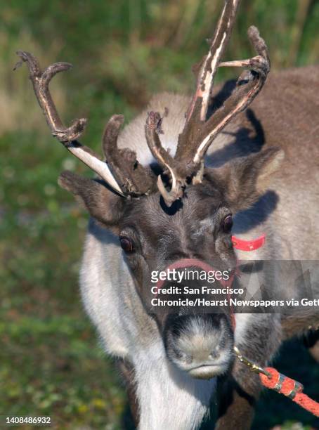 Willow the reindeer grazes on the Living Roof at the California Academy of Sciences in San Francisco, Calif. On Tuesday, Nov. 25, 2014. A pair of...
