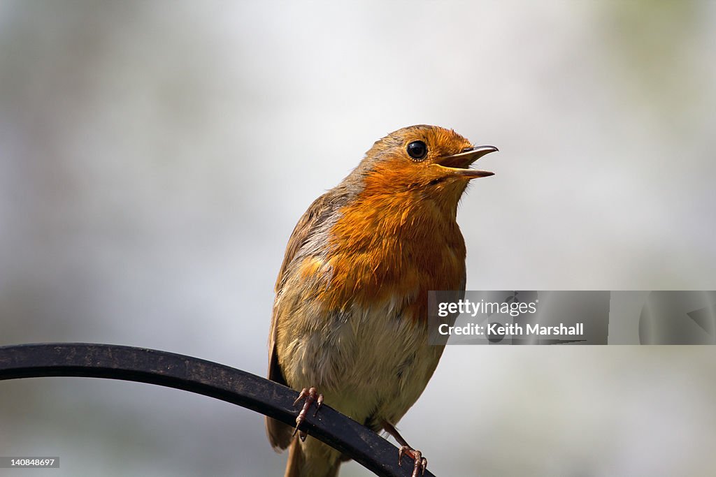 Robin Singing High-Res Stock Photo - Getty Images