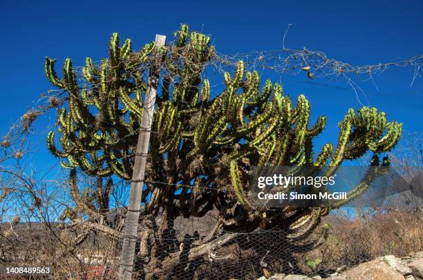 polaskia chichipe, a columnar tree-like cactus, tangled in a barbed wire fence - treelike stock pictures, royalty-free photos & images