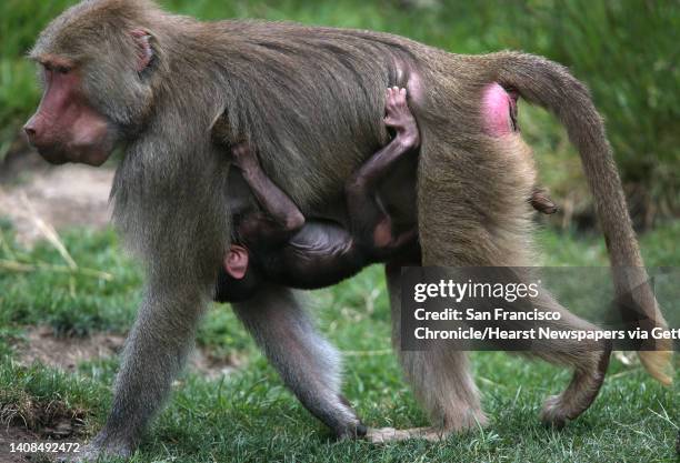 Male baby hamadryas baboon clings to his mother Maud at the Oakland Zoo in Oakland, Calif. On Thursday, May 7, 2015. The zoo announced two recent...