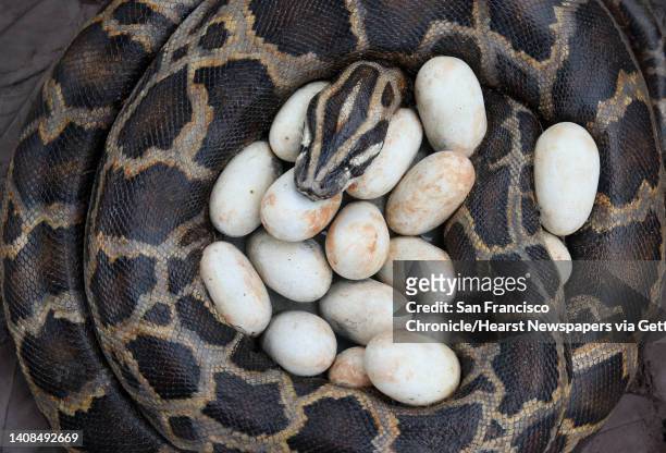 Sculpture of a Burmese python protects her eggs at the San Francisco Zoo. Finishing touches are nearing completion on large lifelike sculptures in...