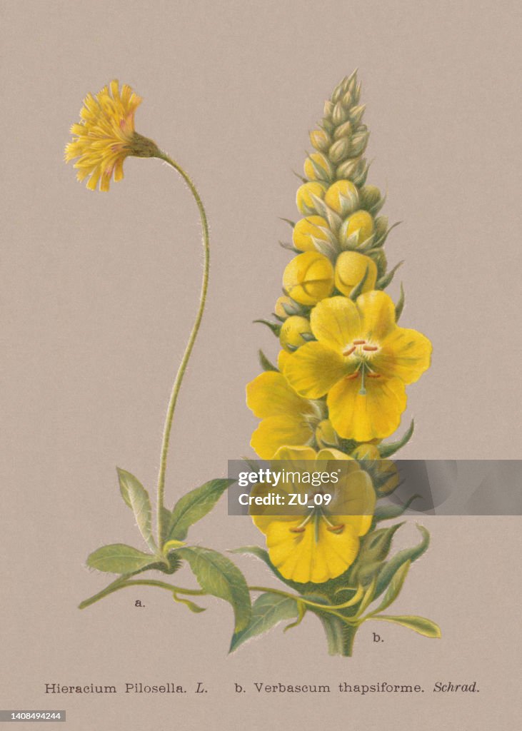 Autumn flowers (Asteraceae, Scrophulariaceae), chromolithograph, published in 1886