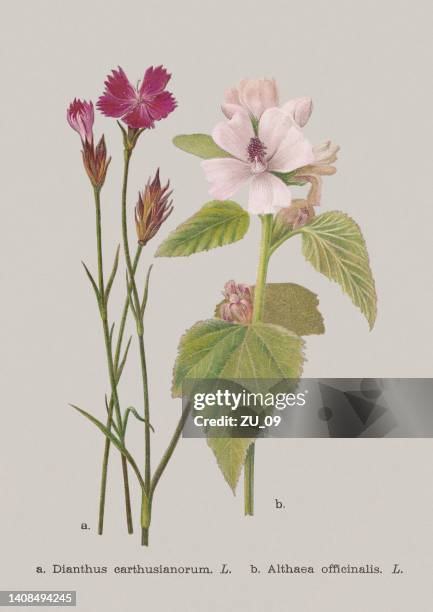 ilustraciones, imágenes clip art, dibujos animados e iconos de stock de flores de otoño (caryophyllaceae, malvaceae), cromolitografía, publicada en 1886 - malva