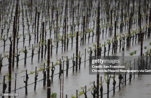 Flooded vineyard is seen near Mark West Creek March 10, 2016 outside of Forestville, Calif.